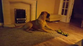 Bullmastiffs guarding Beau amp Sasha [upl. by Agnese]