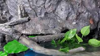 Caiman Cave Custom enclosure [upl. by Yelik]