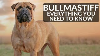 Bullmastiff 101  Everything You Need To Know About Owning A Mastiff Puppy [upl. by Hyacinthe]