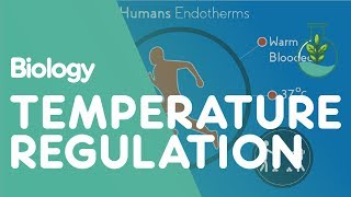 Temperature Regulation Of The Human Body  Physiology  Biology  FuseSchool [upl. by Aluino]