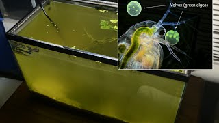 Raising Daphnia for the Freshwater Aquarium [upl. by Animrac]