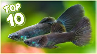 Top 10 Most Famous Guppy Fish in the World [upl. by Htebazileyram88]