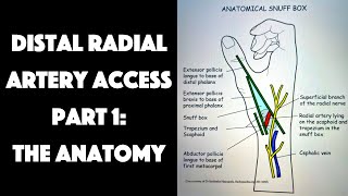 Distal Radial Artery Access Part 1 The Anatomy [upl. by Sonni]