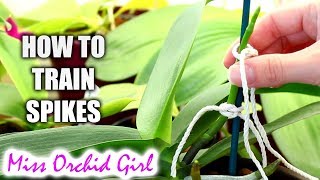 How to train Phalaenopsis Orchid flower spikes Very detailed tutorial [upl. by Benito872]