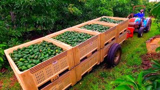 Amazing Avocados Farming and Harvesting  Avocados from Mexico 🇲🇽 🥑 [upl. by Anotyad155]