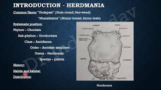 Life History of Herdmania 1 [upl. by Narhet]