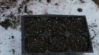 how to grow alyssum from seed how to plant alyssum seeds what do alyssum seedlings look like [upl. by Eux]