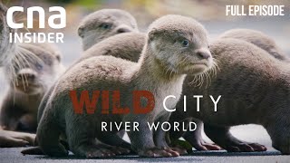 Singapores Waterways And Its Wild Inhabitants  Wild City River World  CNA Documentary [upl. by Montagu13]