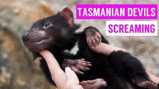 Cute Tasmanian Devil Screaming and Growling Compilation 2017 [upl. by Travus953]