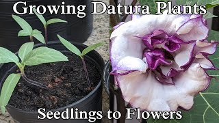 Grow Datura Plants Seedlings to Flowers English [upl. by Agrippina]