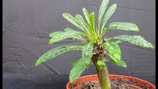 Madagaskar Palm  Pachypodium Lamerei Propagation from SeedsWith 5 Month Update [upl. by Kamilah651]