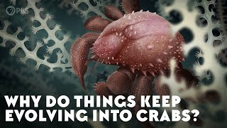 Why Do Things Keep Evolving Into Crabs [upl. by Bearce154]