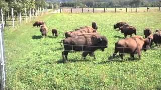 La Ferme des Bisons de lOisans [upl. by Borer]