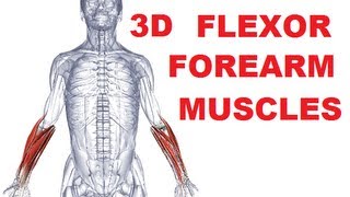 Forearm Muscles Anatomy  Anterior Compartment Flexors Part 1 [upl. by Tol]