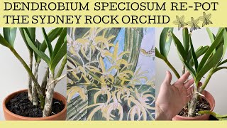 Repotting a hopefully Dendrobium Speciosum a spectacular native Australian orchid [upl. by Ekul]