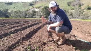 How To Plant Peas from Seed with Farmer Govey [upl. by Anattar968]