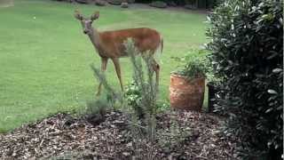 DEER AND DOG Bullmastiff AT PLAY Large 120Lb Mastiff and doe [upl. by Akiemat]