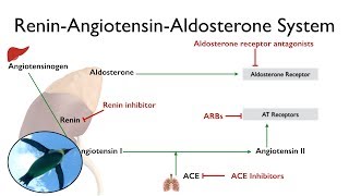 ReninAngiotensinAldosterone System The RAAS [upl. by Nilatak]