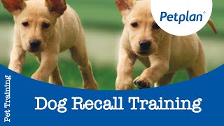 Dog Recall Training  Petplan [upl. by Millicent]