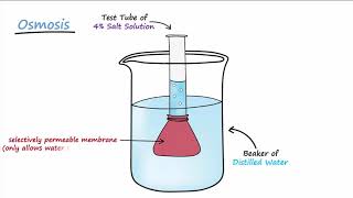 Diffusion amp Osmosis [upl. by Nalhsa]