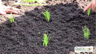 How To Grow Spring Onions  A Handy Step by Step Guide [upl. by Yztim]