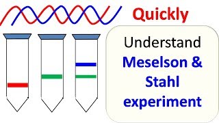 Meselson and Stahl experiment [upl. by Ordnaxela880]