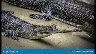 THE INDIAN GHARIAL [upl. by Cyd]