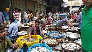 Wondrous Fish Market  Biggest Fish Market In Old Dhaka Bangladesh [upl. by Alyahsat]