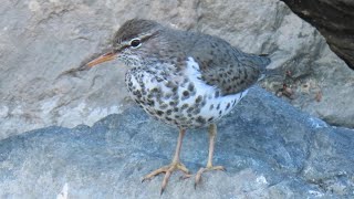 Spotted Sandpiper  dancing walk [upl. by Sergei]