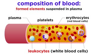 The Composition and Function of Blood [upl. by Agler780]