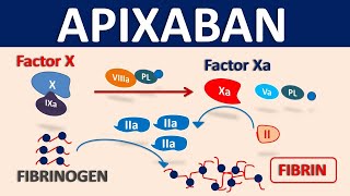 Apixaban Eliquis as blood thinner  Mechanism precautions amp interactions [upl. by Hibbert]