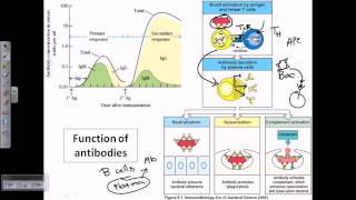 Immunoglobulins structure properties and function Antibodies [upl. by Oiceladni]