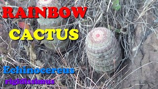 Plant Traveller Rainbow Cactus Echinocereus rigidissimus in habitat [upl. by Atinit234]