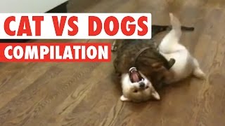 Cats vs Dogs The Ultimate Fight Battle [upl. by Lanevuj495]