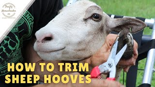 How to Trim Sheep Hooves [upl. by Hgielrac]