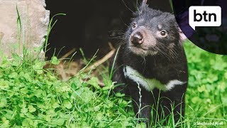 Tassie Devils in Trouble  Behind the News [upl. by Ainaj]