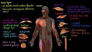 Muscle Types [upl. by Narda]