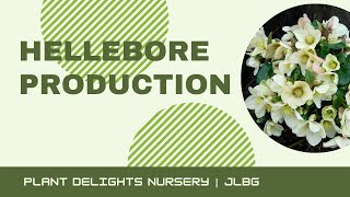 Hellebore Lenten Rose Production at Plant Delights Nursery [upl. by Pasol]