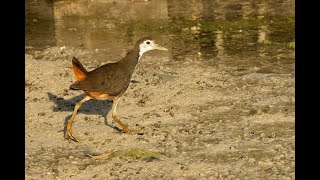 Whitebreasted Waterhen Filim Oman 4125 [upl. by Acilegna]