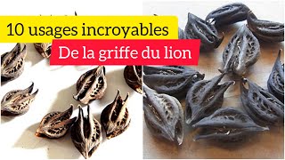 10 usages incroyables de la GRIFFE DU LION [upl. by Birecree965]