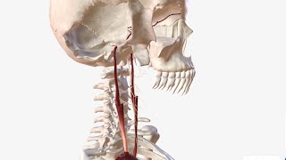 Internal Carotid Artery  Anatomy Branches amp Relations [upl. by Acira]