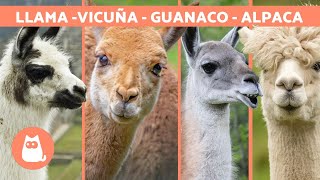 LLAMA vs ALPACA vs VICUÑA vs GUANACO 🦙 ¡Aprende a diferenciarlos [upl. by Jilli]