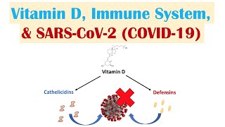 Top 10 VITAMIN D Rich Foods  5 Vit D Myths  2024 [upl. by Yemarej229]