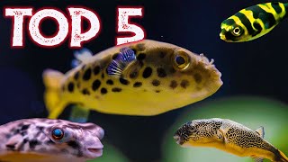 Top 5 Freshwater Puffer Fish For Your Aquarium [upl. by Retsel422]