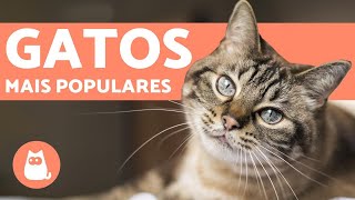 Top 10 raças de GATOS mais POPULARES do MUNDO [upl. by Lehpar]