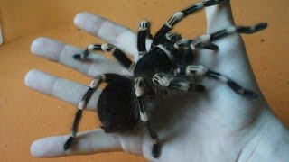 Handling large brutal tarantula that killed the mouse Acanthoscurria geniculata Inferion7 [upl. by Neladgam671]