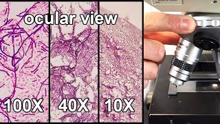 How to Focus a Microscope amp How the Field of View Changes [upl. by Robinia]